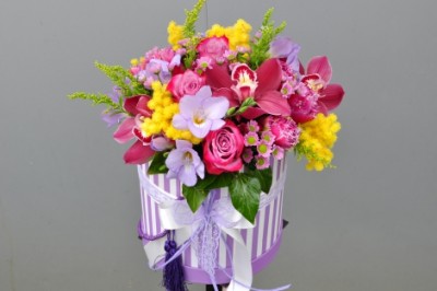Cutie Deep Purple